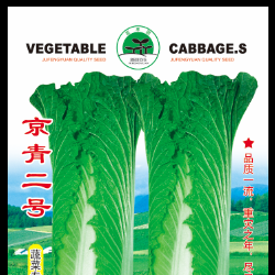供应京青二号—白菜种子