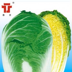 供应泰京《10+10》-白菜种子