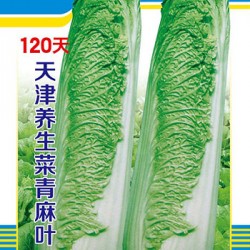 供应120天天津养生菜青麻叶