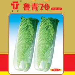 供应鲁青70—白菜种子