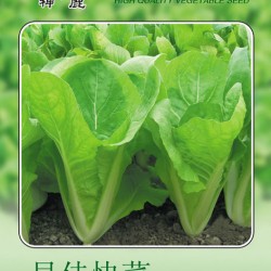 供应早佳快菜—白菜种子