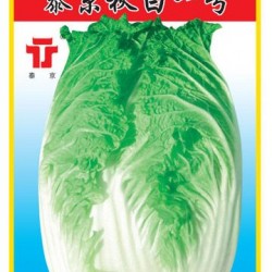 供应泰京秋白一号—白菜种子