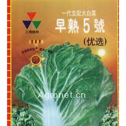 供应早熟5号(优选)—白菜种子