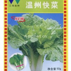 供应温州快菜—白菜种子