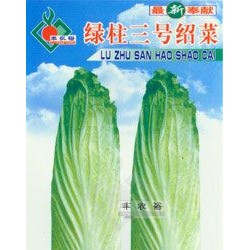 供应绿柱三号绍菜-白菜种子