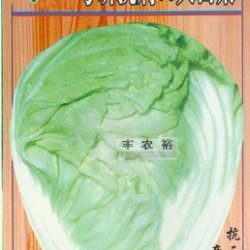 供应粤研抗病70大白菜-白菜种子