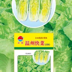 供应温州快菜336—白菜种子