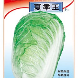 供应夏季王—白菜种子