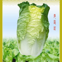 供应嘉丰黄金快菜—白菜种子