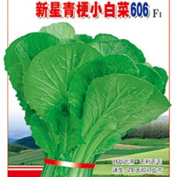 供应青梗小白菜606—小白菜种子