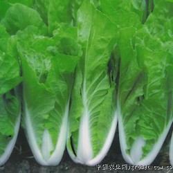 供应台湾456小白菜－白菜种子