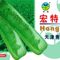 供应天津青麻叶白菜—白菜种子