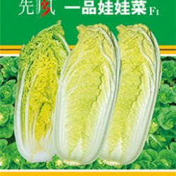 供应一品娃娃菜—白菜种子