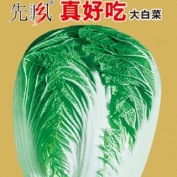 供应真好吃大白菜—白菜种子