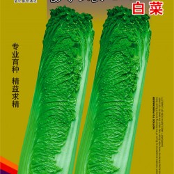 供应秋绿75—白菜种子