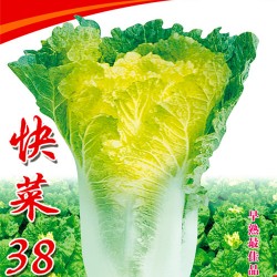 供应快菜38—白菜种子