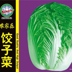 供应饺子菜—白菜种子