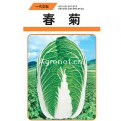 供应春菊——白菜种子