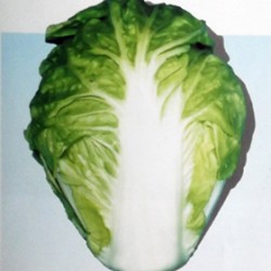 供应玉冠—白菜种子