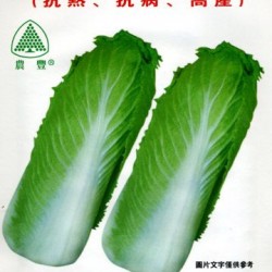 供应春夏旺绍菜718—白菜种子