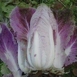 供应紫白菜F1—白菜种子