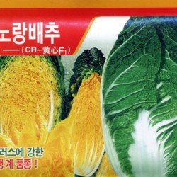 供应CR-黄心F1－白菜种子