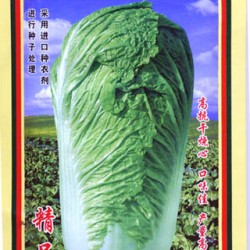 供应北京中华三号—白菜种子