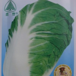 供应抗热二号—白菜种子