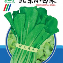 供应北京小白菜—小白菜种子