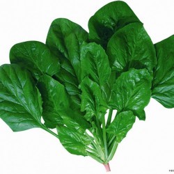 供应丹麦“绿冠2号”-菠菜种子