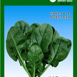 供应国菠28—菠菜种子