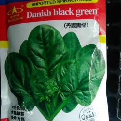 供应丹麦黑绿菠菜种子