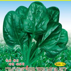 供应丹麦绿威圆叶菠菜—菠菜种子