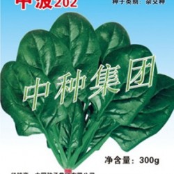 供应中菠202-菠菜种子