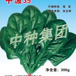 供应中菠35-菠菜种子