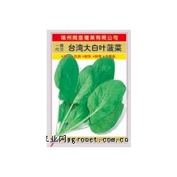 供应台湾大白叶菠菜——菠菜种子