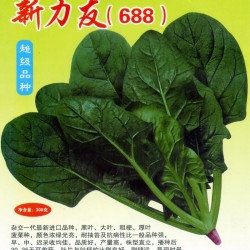 供应新力友（688）—菠菜种子