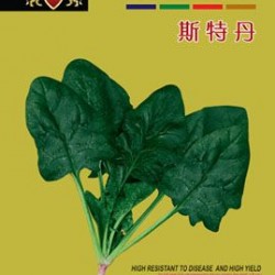 供应斯特丹——荷兰进口菠菜种子