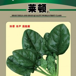 供应莱顿F1—菠菜种子