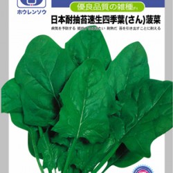 供应日本耐抽苔速生四季叶菠菜