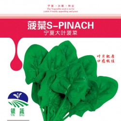 供应菠菜S-PINACH宁夏大叶菠菜