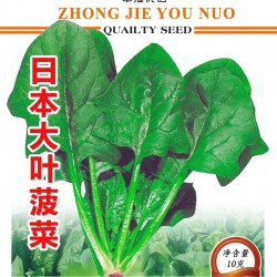 供应日本大叶菠菜——菠菜种子