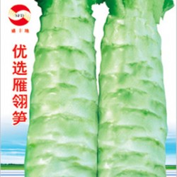 供应芽球菊苣