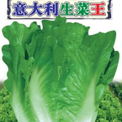 供应意大利生菜王—生菜种子