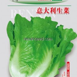 供应意大利生菜—莴苣种子