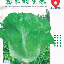 供应意大利生菜——生菜种子