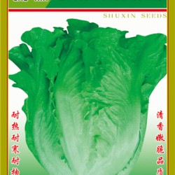 供应意大利耐抽苔生菜—生菜种子