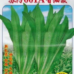 供应苏仔001A香油麦—莴苣种子