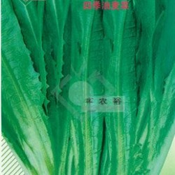 供应广东甜香莴笋-窝苣种子