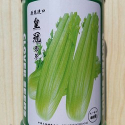 供应皇冠西芹—芹菜种子